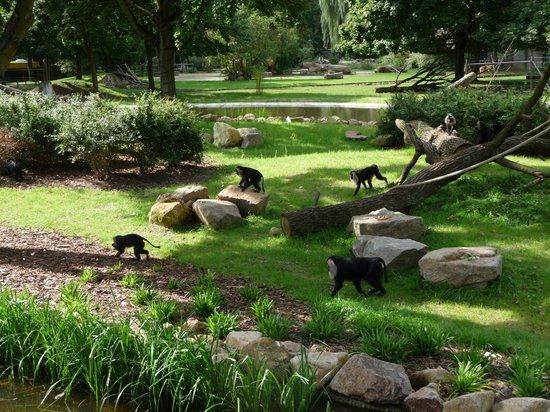 Zoo di Dresda